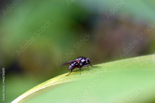 Fliege auf einem grünen Blatt