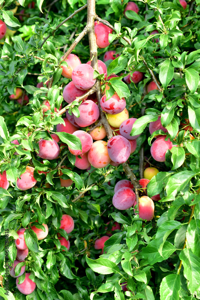 The picture shows a branch of a plum tree on which numerous fruits hang.