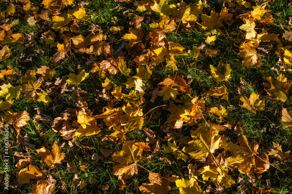 Blätter Laub liegt auf dem Boden im Herbst bunte Farben