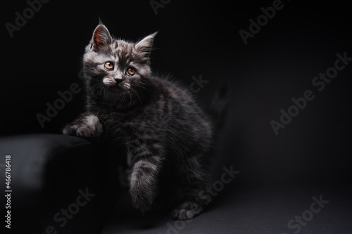 Studio shot of adorable scottish black tabby kitten on dark background.