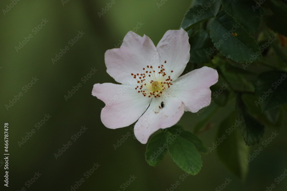 Obraz premium Blumen 23