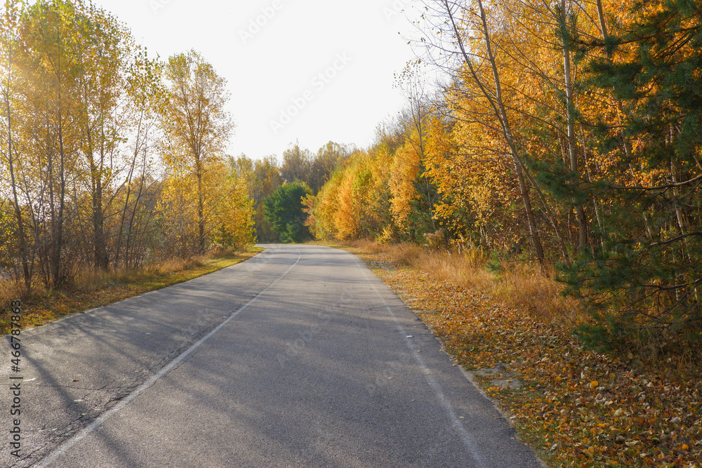 Autumn landscape. Empty asphalt road passing through the autumn forest. Bright yellow foliage of trees.