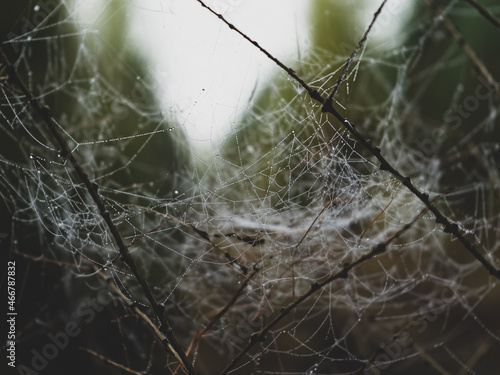 There are many strands of cobwebs in the morning dew drops. Cobwebs with drops after rain on tree branches. Morning dew clinging to a spiders web