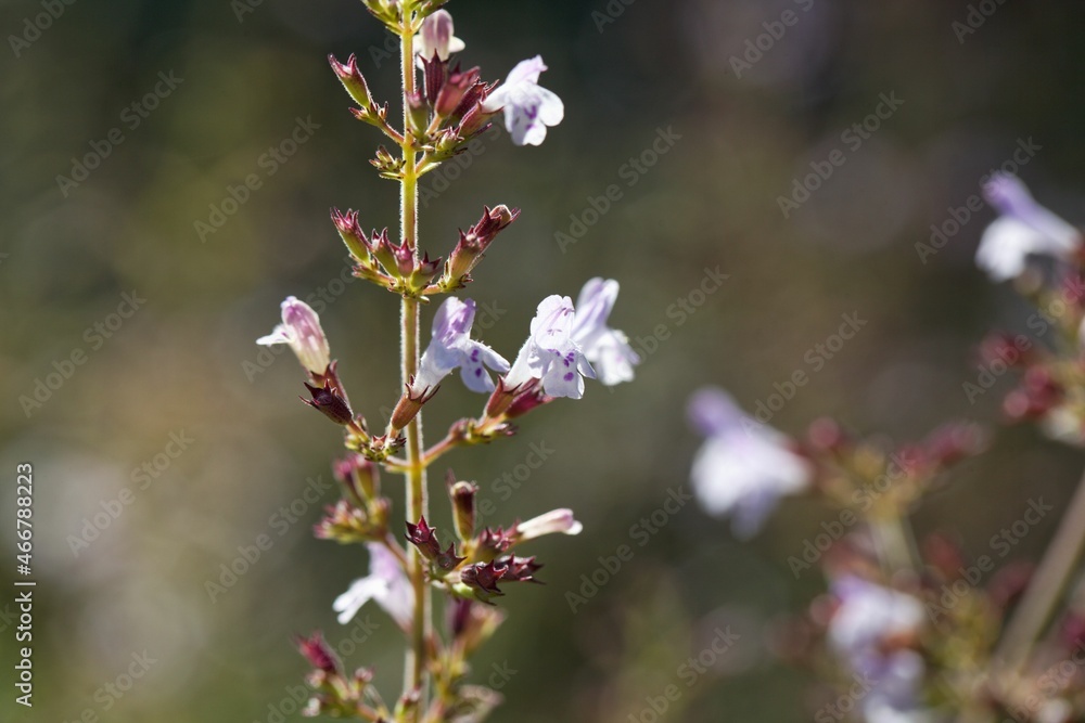Flower of a lesser calamint, Clinopodium nepeta Flower of a lesser calamint, Clinopodium nepeta