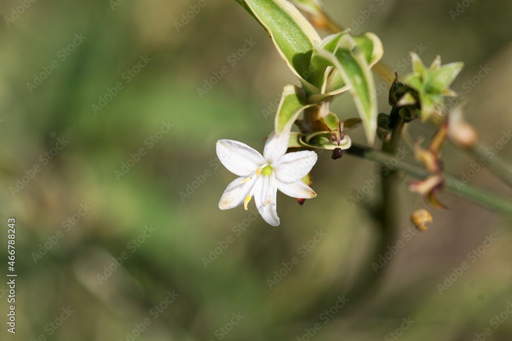Fototapeta premium Spider plant flower, Chlorophytum comosum