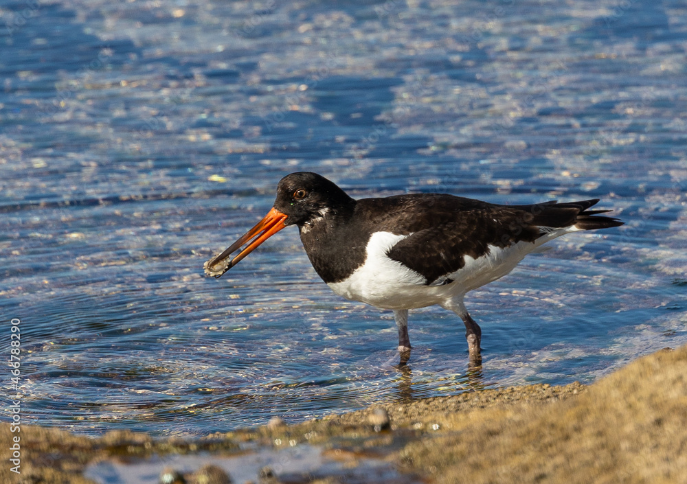A day in the life of the Eurasian Oystercatcher! A day in the life of the Eurasian Oystercatcher!
