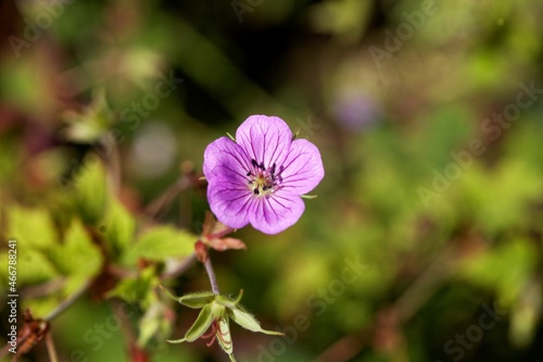 Flower of the geranium species Geranium wallichianum