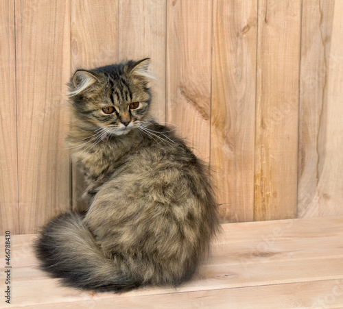 Young cat, kitten ( British Longhair ) on a wooden background
