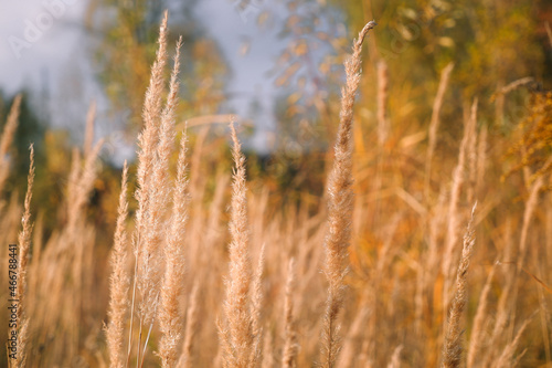 Autumn photo in gold tones. Autumn grasses in the rays of the setting sun. Autumn background. Sun setting behind wild grass in the field.