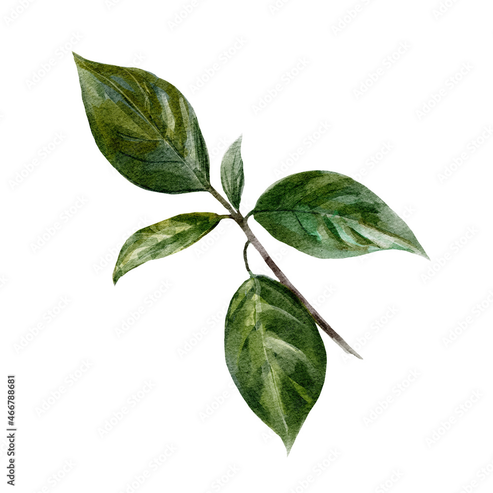 Watercolor botanical illustration with green branch Watercolor botanical illustration with green branch