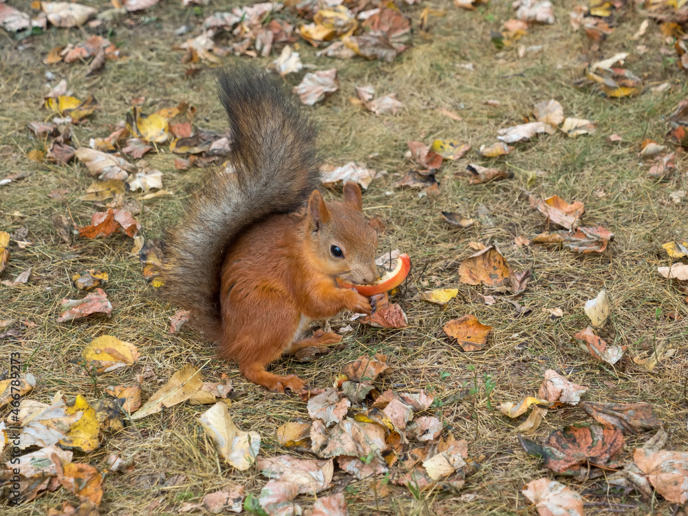 Fox Squirrel eating nuts in Autumn
Fox Squirrel eating nuts in Autumn