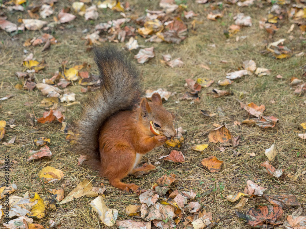 Fox Squirrel eating nuts in Autumn
Fox Squirrel eating nuts in Autumn