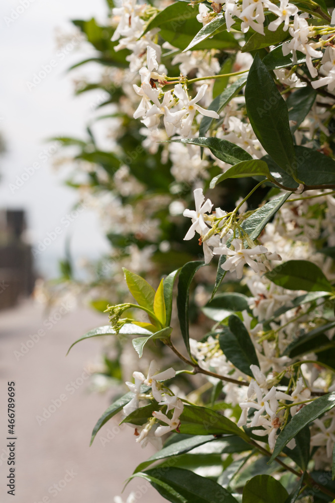 Obraz premium Jasmine flowers 