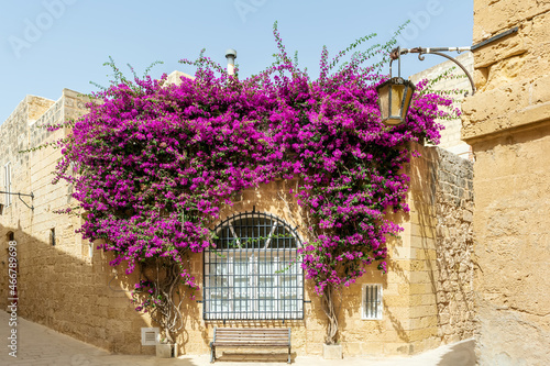 Window overgrown with lush Bougainvillea branches. Mdina architecture with arched window, vintage lantern and creeping plant.