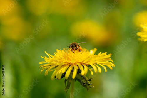 Biene auf L  wenzahn