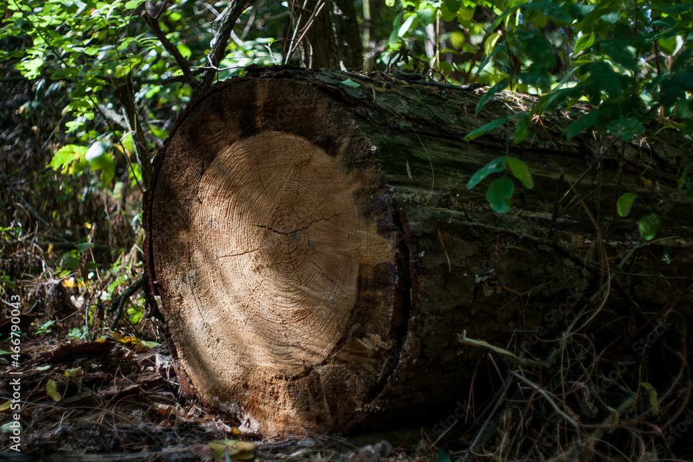 Tree rings log in the forest nature Tree rings log in the forest nature