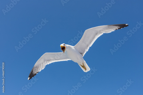 Screeching seagull in flight, Sardegna, Italy