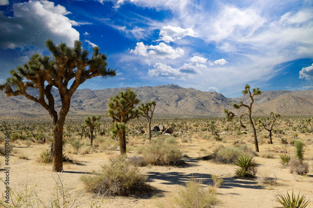 Joshua Tree National Park, California