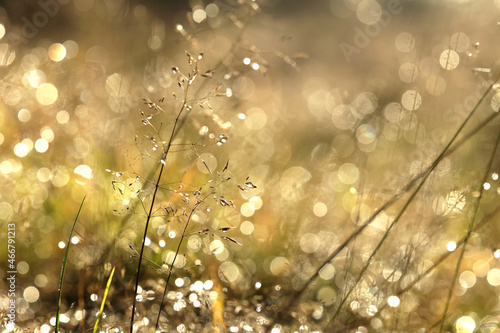Źdźbła trawy z kroplami rosy w promieniach porannego słońca. #466791213