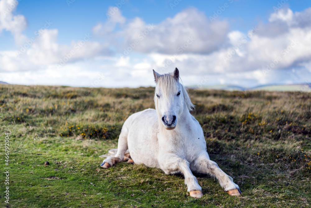wild white horse in the field wild white horse in the field
