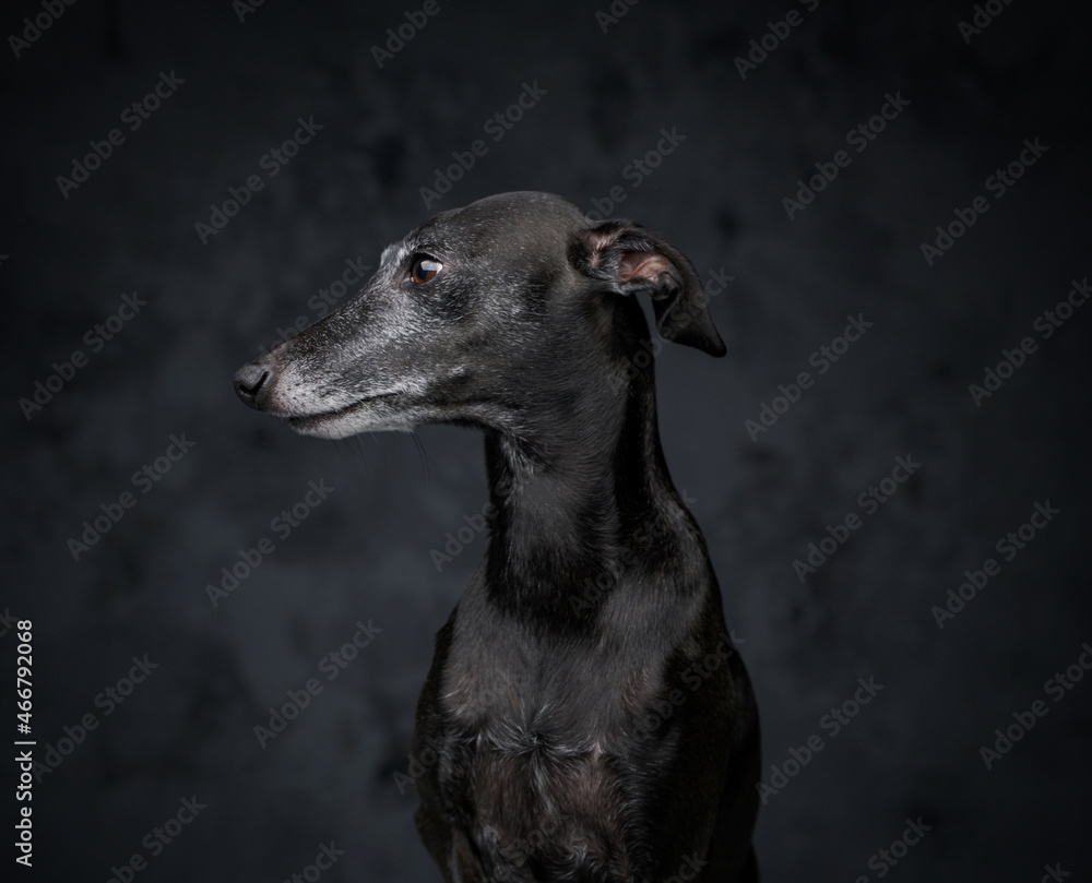 Black canine companion looking away against dark background