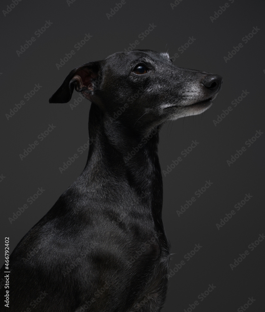 Portrait of italian greyhound with black fur against dark background