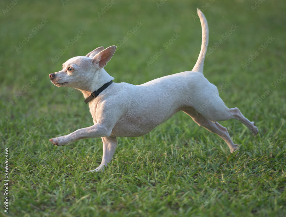 Chihuahua dog runs on green grass lawn Chihuahua dog runs on green grass lawn