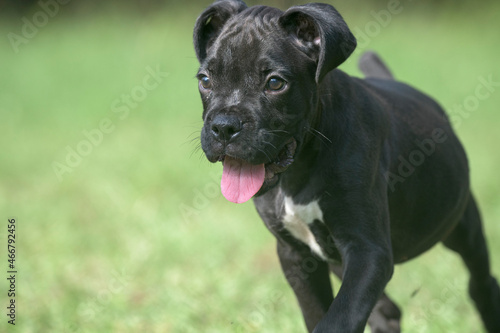 9 week old black Boxer dog puppy with tongue hanging out runs on grass lawn