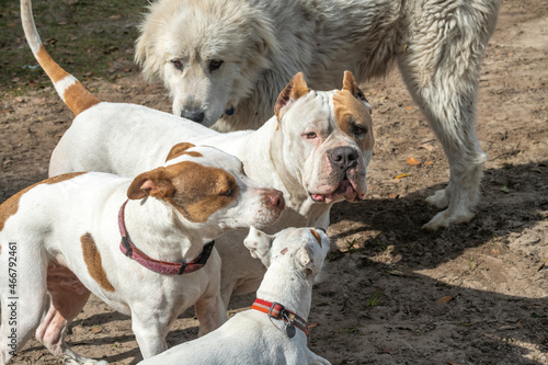 Photography Pit Bull and Jack Russell dogs play in farm yard