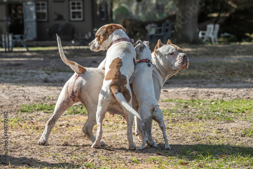 Photography Pit Bull and Jack Russell dogs play in farm yard