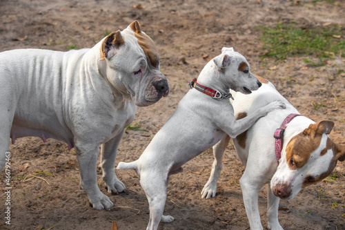 Photography Pit Bull and Jack Russell dogs play in farm yard