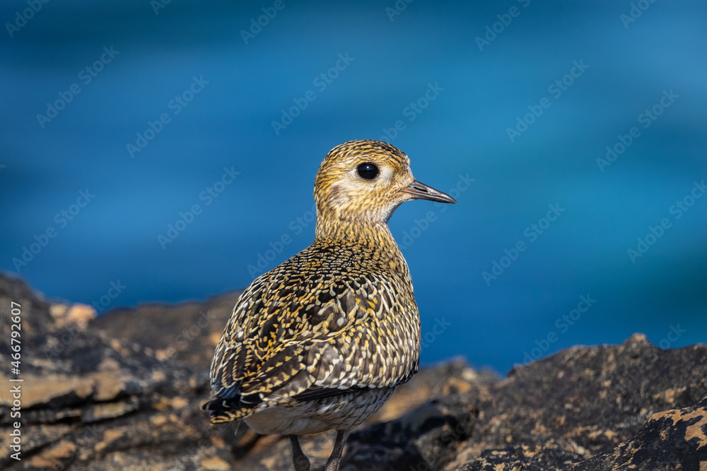 Strolling along the Cantabrian coast watching birds: Gray heron, golden plovers Strolling along the Cantabrian coast watching birds: Gray heron, golden plovers