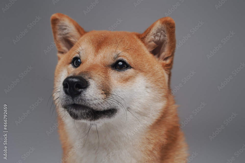 Shot of orange shiba inu dog posing against gray background Shot of orange shiba inu dog posing against gray background