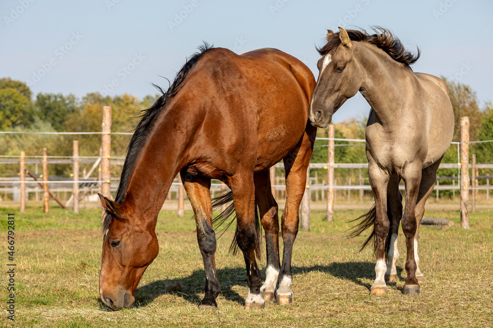 Two gelding horses together on a paddock. Grullo coat color horse (Lusitano breed) and bay horse tranquil equestrian scene. Two gelding horses together on a paddock. Grullo coat color horse (Lusitano breed) and bay horse tranquil equestrian scene.