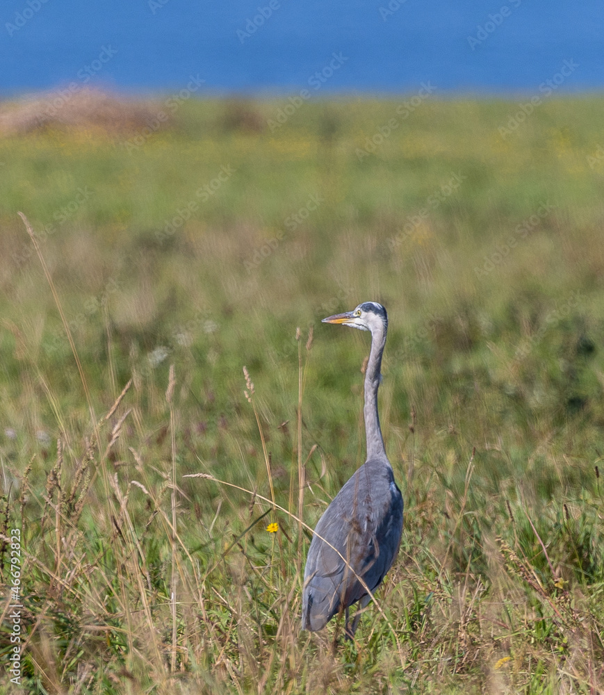 Strolling along the Cantabrian coast watching birds: Gray heron, golden plovers Strolling along the Cantabrian coast watching birds: Gray heron, golden plovers