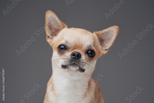 Headshot of lovable chihuhua dog with peach fur © Fxquadro