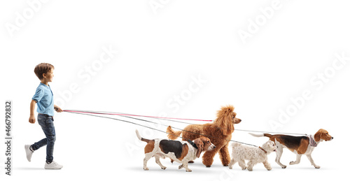 Photography Full length profile shot of a child walking multiple dogs