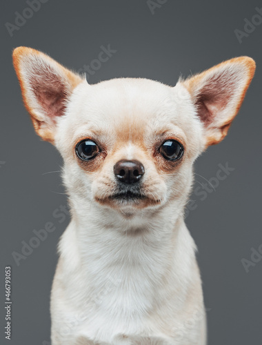 Headshot of lovable chihuhua dog with white fur © Fxquadro