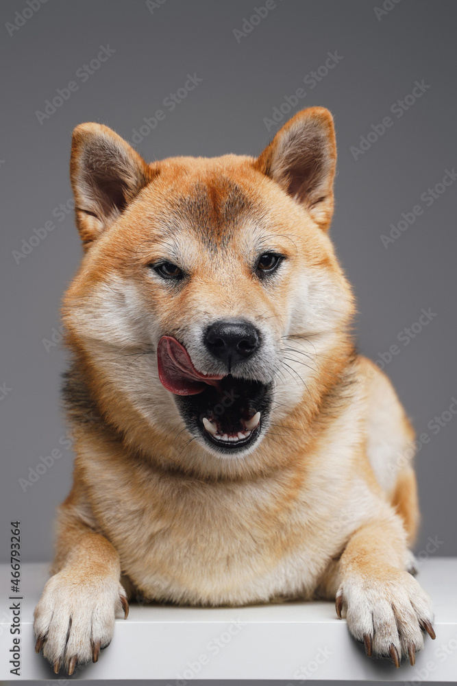 Adorable japanese dog with beige fur posing on white table