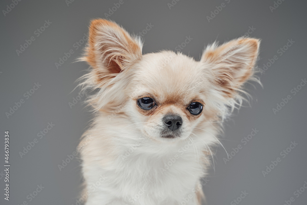 Beige white domestic canine pet with fluffy fur Beige white domestic canine pet with fluffy fur