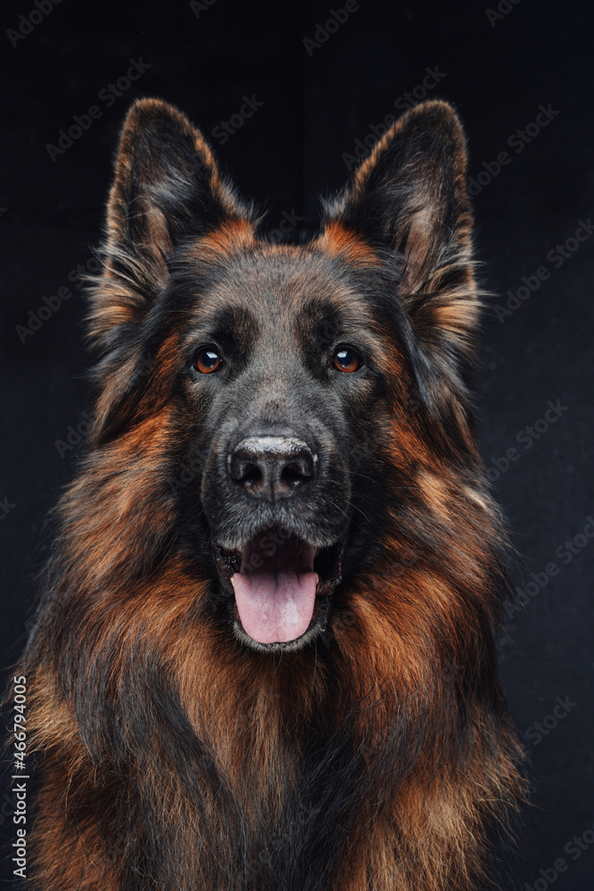Purebred brown guard dog panting against dark background Purebred brown guard dog panting against dark background