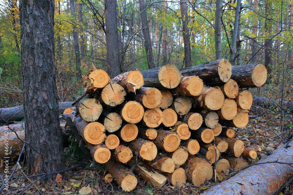 pine logs store in autumn forest