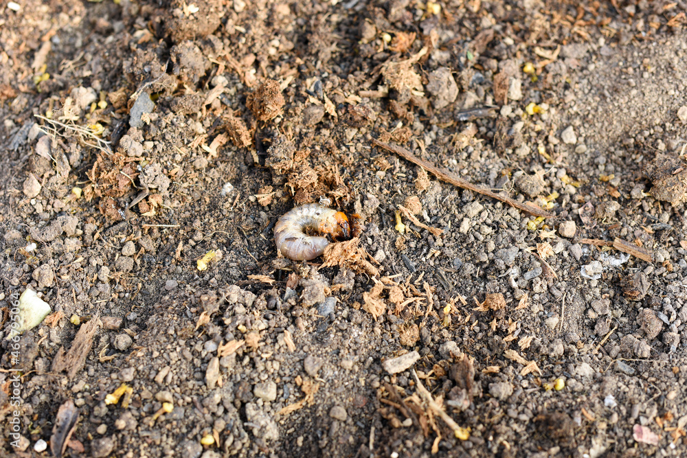 White large stag beetle larva on brown ground. Close-up, Lucanus cervus. Czech republic, Europe.