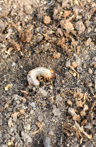 White large stag beetle larva on brown ground. Close-up, Lucanus cervus. Czech republic, Europe.