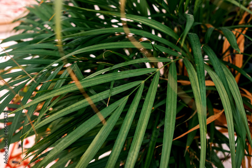 Selective focus Green leaves of palm Chrysalidocarpus. Exotic plant. Floral pattern.