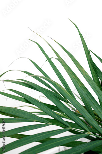 Green leaves of palm Chrysalidocarpus on white background. Exotic plant. Floral pattern.