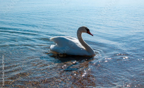 Fototapeta Naklejka Na Ścianę i Meble -  White swan swims in the sea on a sunny day