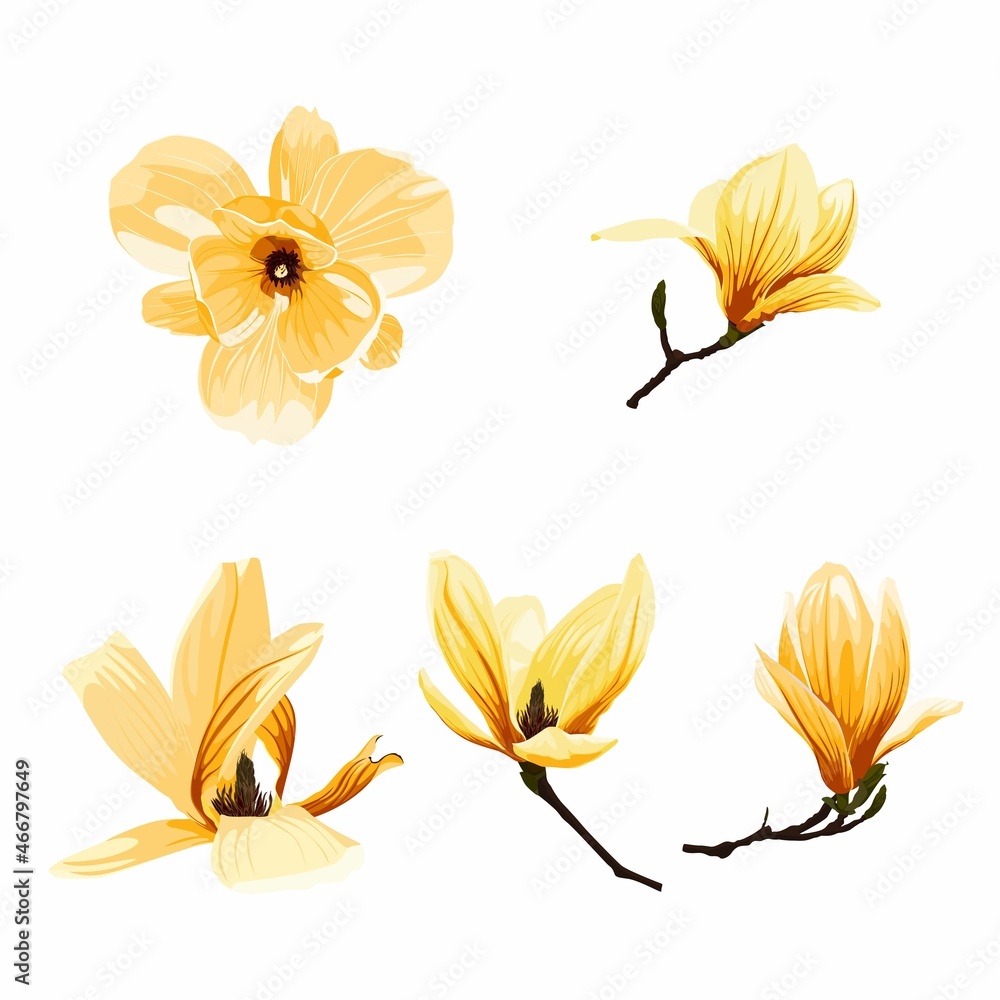 Fototapeta premium Yellow Magnolia. Flowers set branch. Illustration in vintage style. Greeting card with flowers. Botany. Blooming trees.