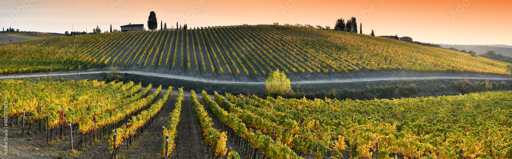 Beautiful vineyards in the Chianti Classico region are colored under the light of the sunset during the autumn season. Greve in Chianti, Italy.
