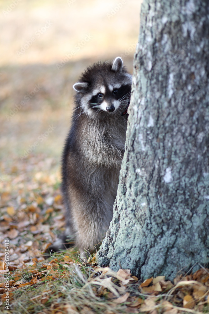 Obraz premium raccoon in the autumn forest